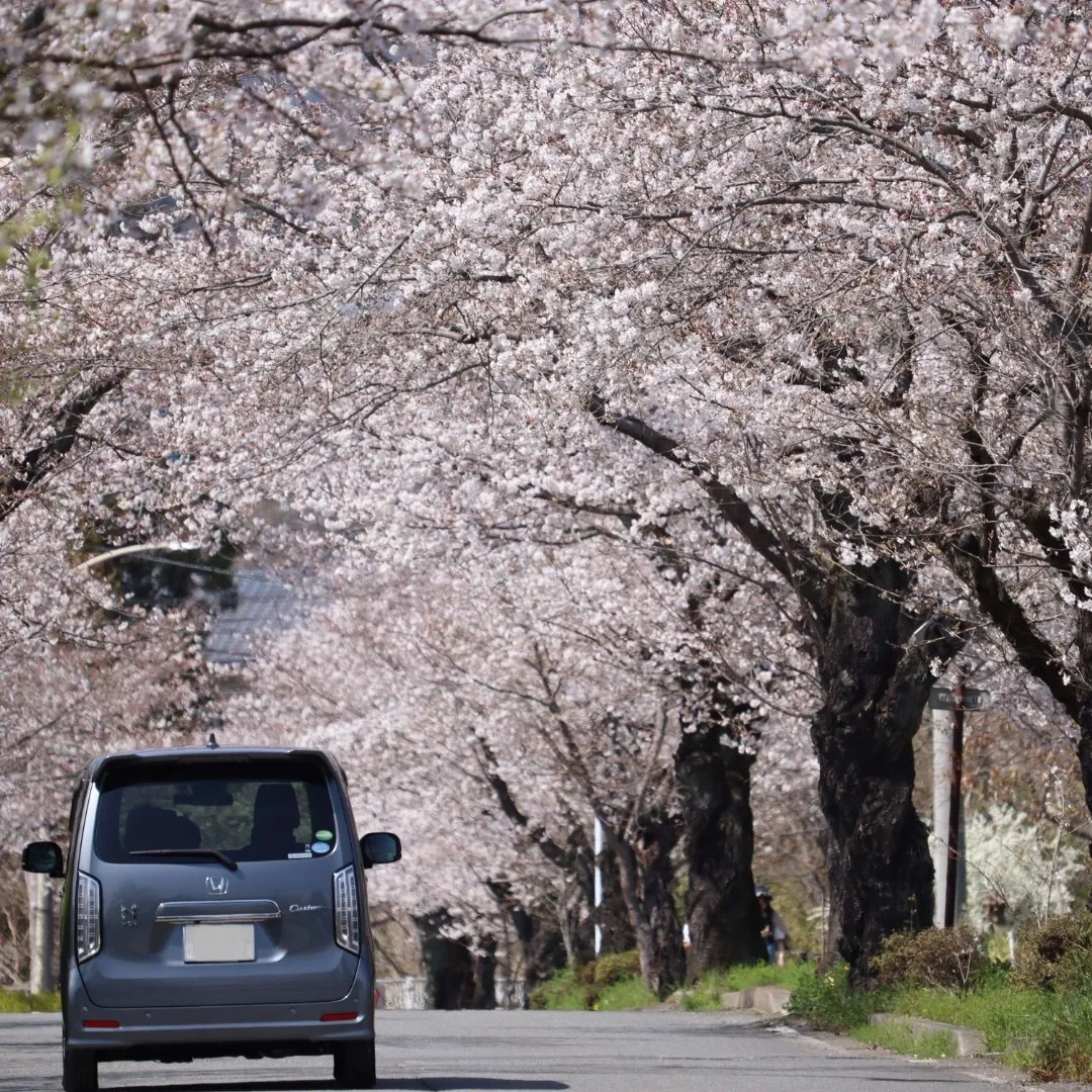 お花見🌸ツーリング