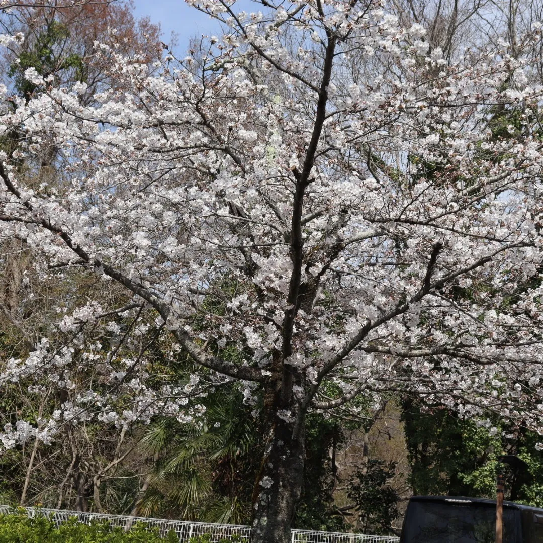 埼玉県狭山市にあります