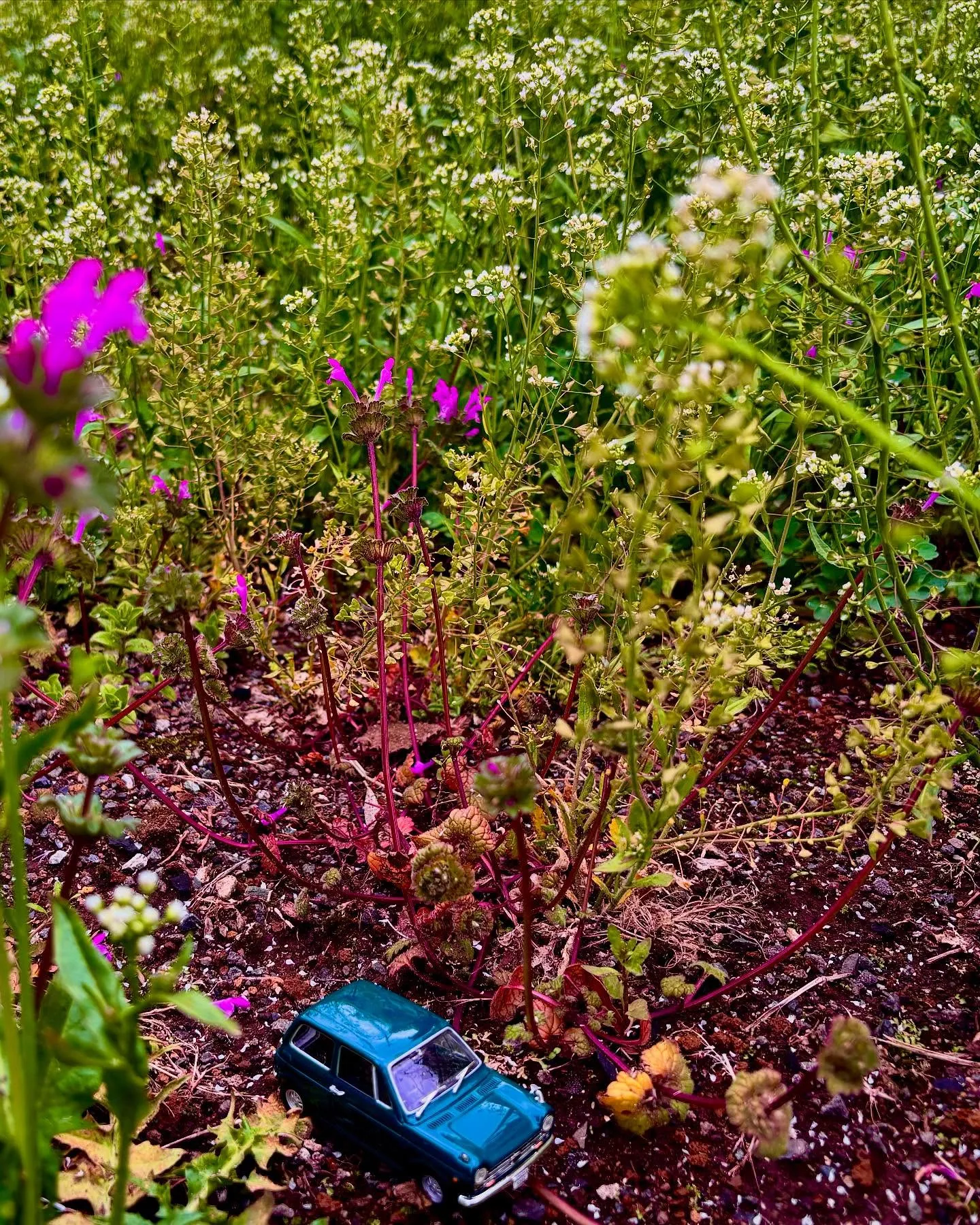 🚗狭山市中古車販売店CarShop FACT.🚗