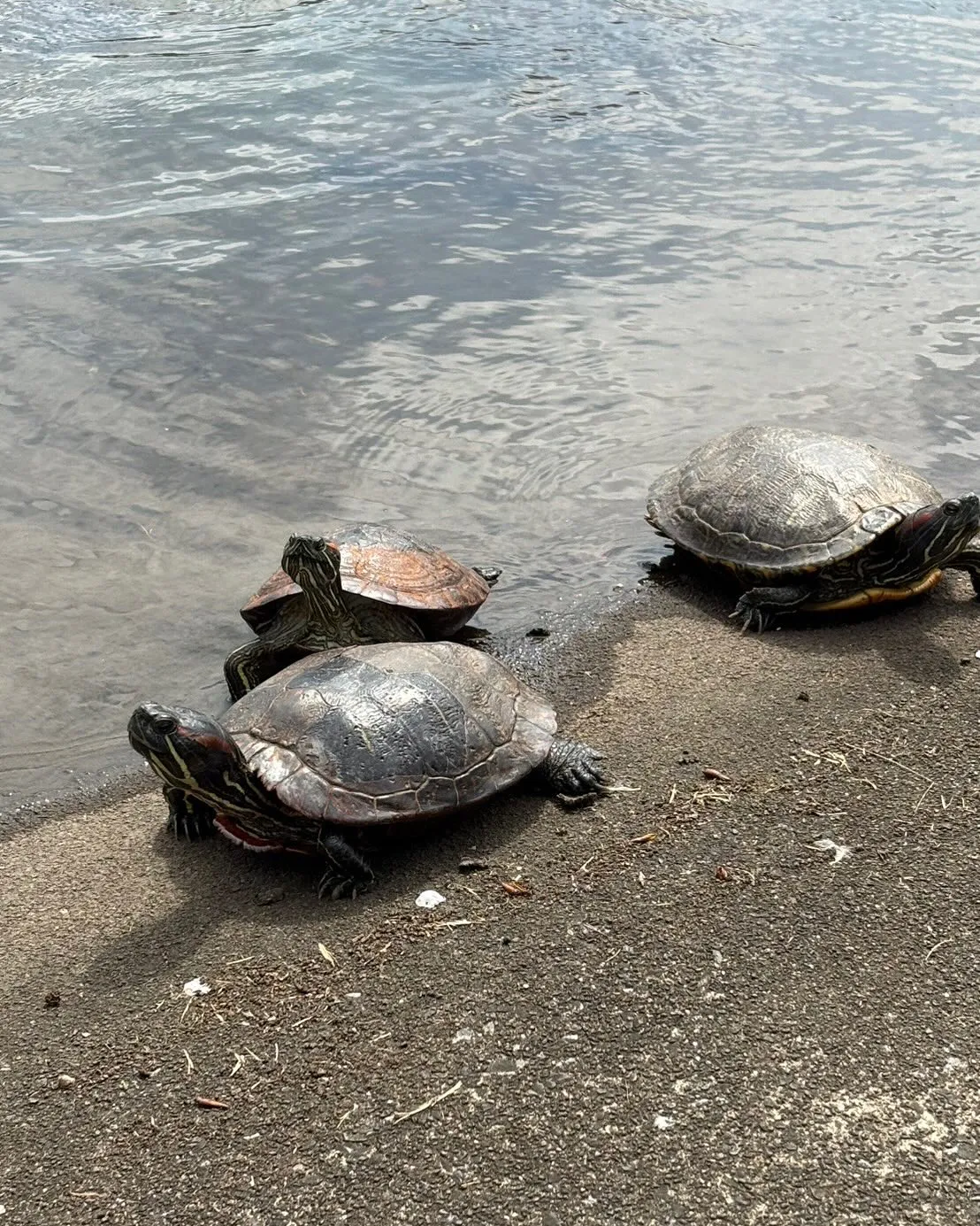 🚗狭山市中古車販売店CarShop FACT.🚗