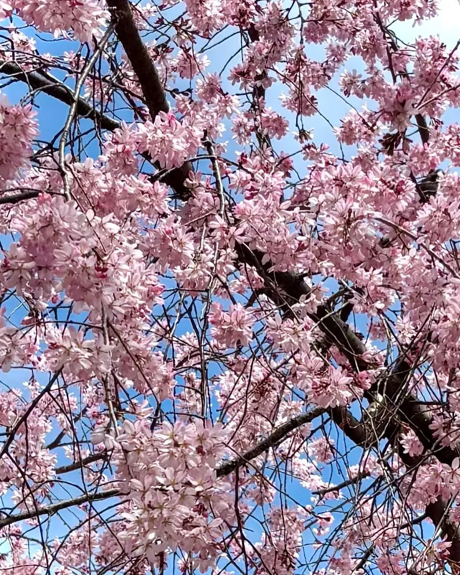 🚗狭山市中古車販売店CarShop FACT.🚗