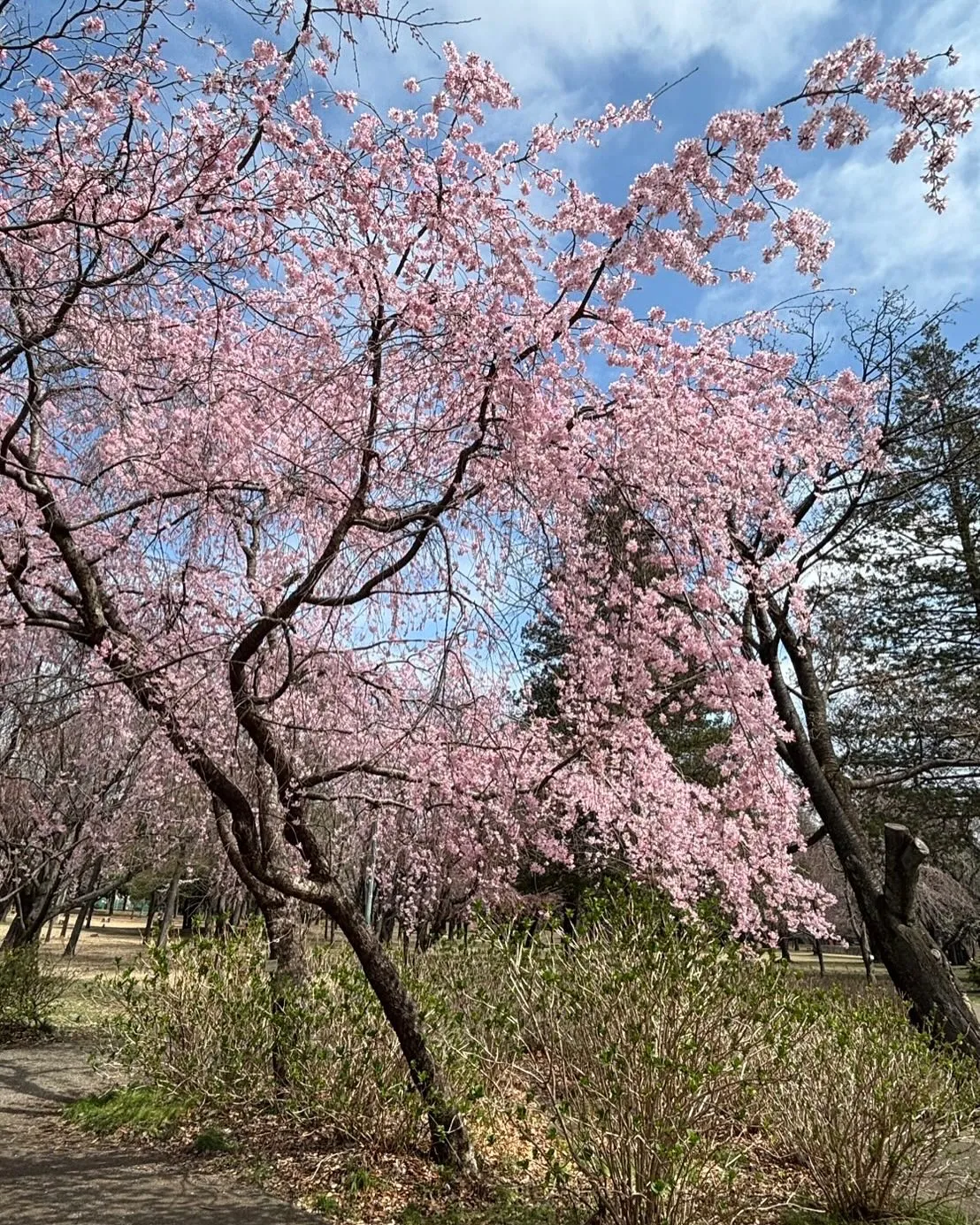 🚗狭山市中古車販売店CarShop FACT.🚗