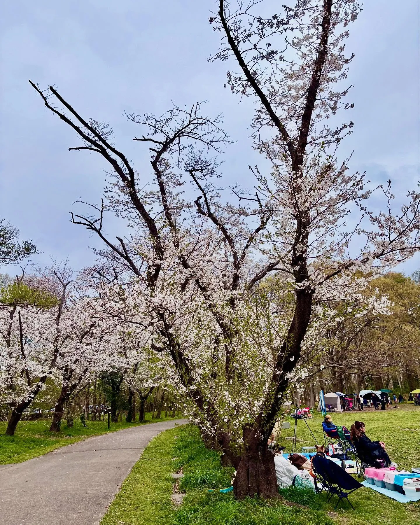 🚗狭山市中古車販売店CarShop FACT.🚗