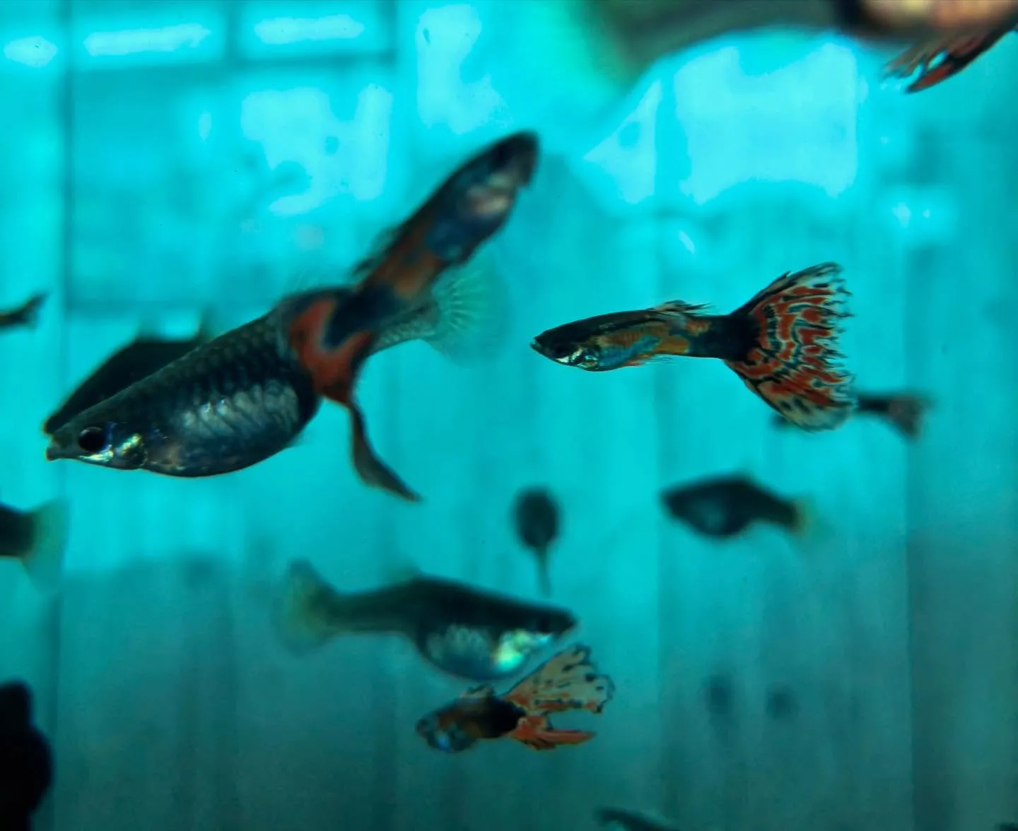 🚗狭山市中古車販売店CarShop FACT.🚗