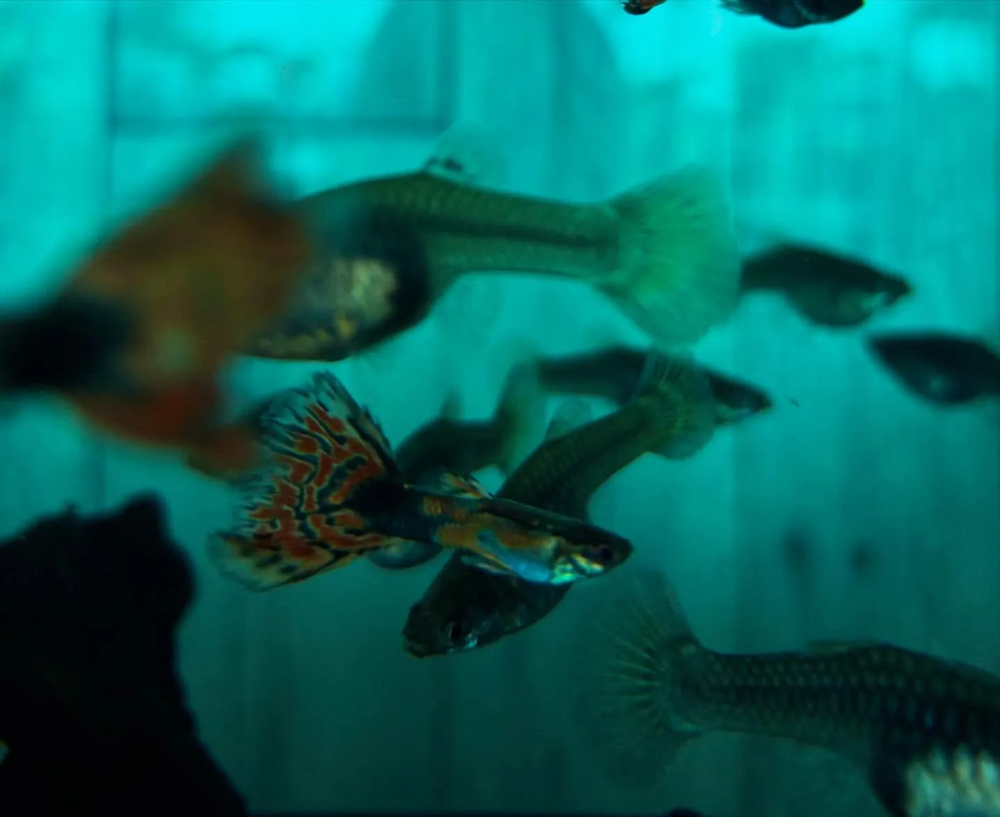 🚗狭山市中古車販売店CarShop FACT.🚗