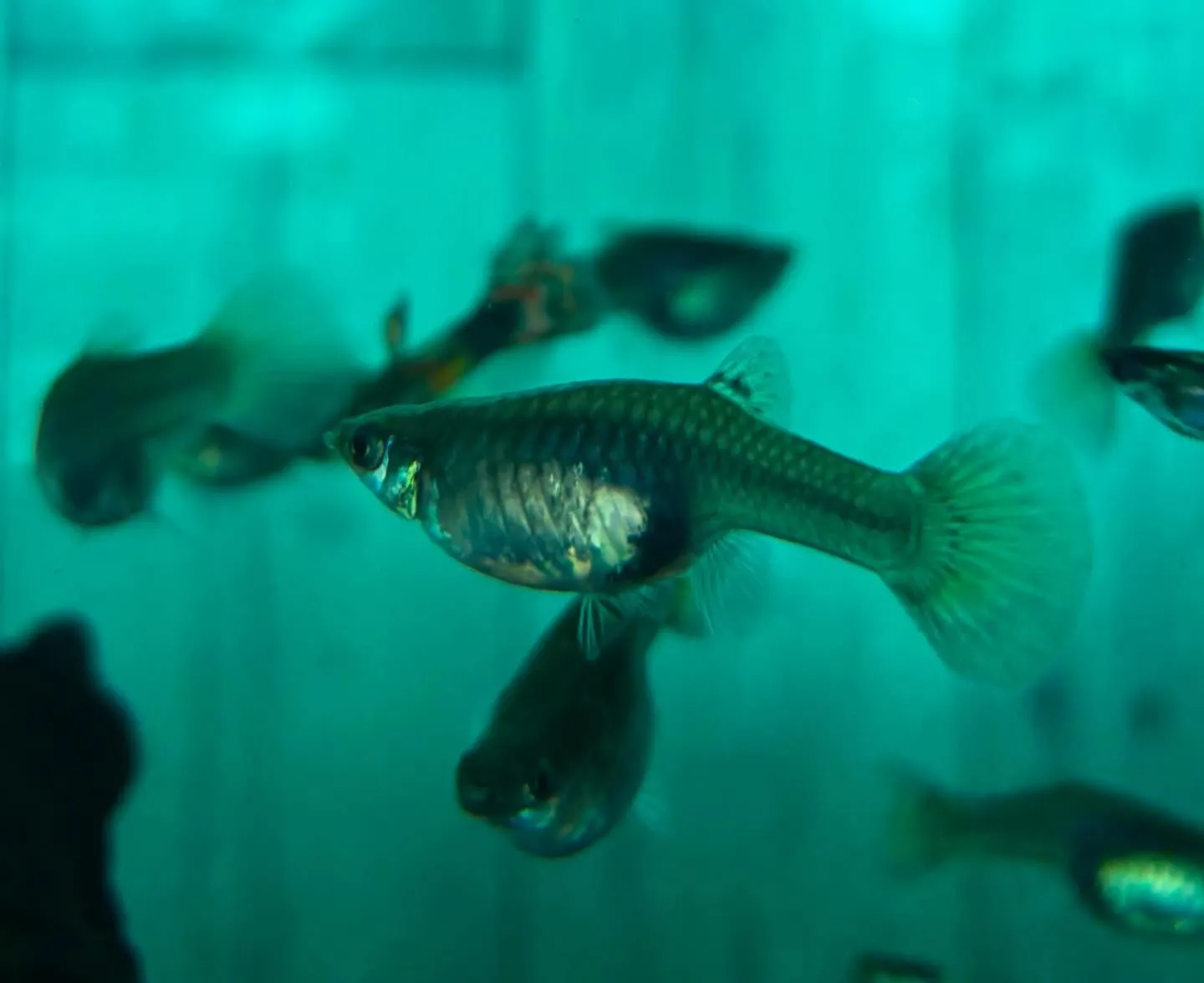 🚗狭山市中古車販売店CarShop FACT.🚗